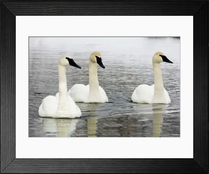 Framed Print : Trumpeter Swan, Cygnus buccinator Overwintering adults swimming in open water, Sudbury- Fielding Park Bird Sanctuary, Ontario, Canada Framed Print : Trumpeter Swan, Cygnus buccinator Overwintering adults swimming in open water, Sudbury- Fielding Park Bird Sanctuary, Ontario, Canada
