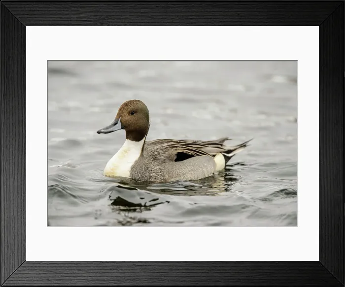 Framed Print : Northern pintail (Anas acuta) Drake winter visitor, Greater Sudbury, Ontario, Canada Framed Print : Northern pintail (Anas acuta) Drake winter visitor, Greater Sudbury, Ontario, Canada