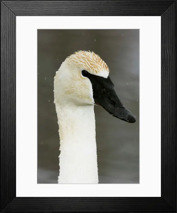 Framed Print : Trumpeter Swan, Cygnus buccinator Overwintering adult portrait, Sudbury- Fielding Park Bird Sanctuary, Ontario, Canada