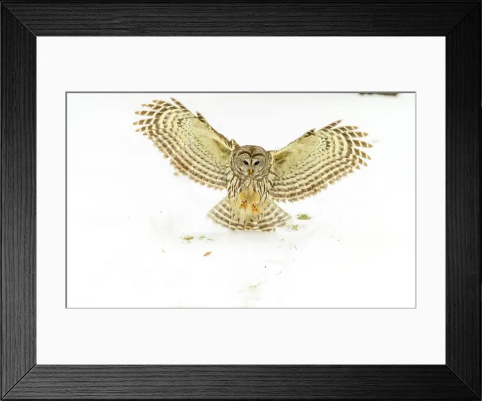 Framed Print : Barred owl (Strix varia) in flight. Greater Sudbury, Ontario, Canada Framed Print : Barred owl (Strix varia) in flight. Greater Sudbury, Ontario, Canada