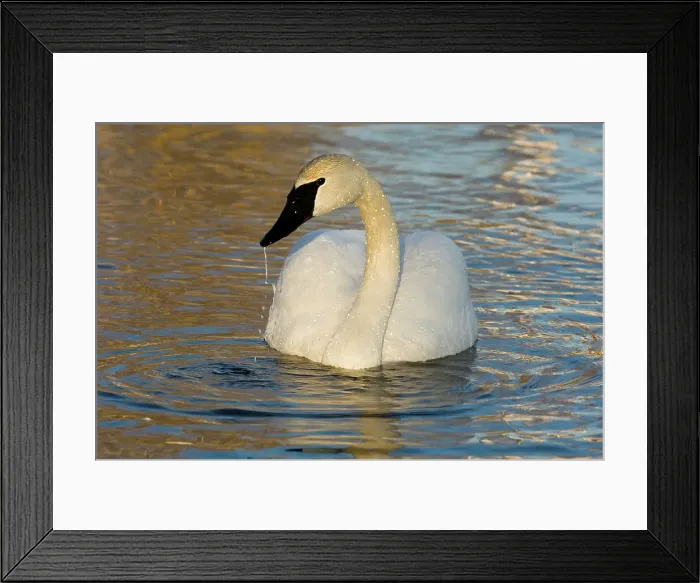 Framed Print : Trumpeter Swan, Cygnus buccinator-, Sudbury, Ontario, Canada Framed Print : Trumpeter Swan, Cygnus buccinator-, Sudbury, Ontario, Canada