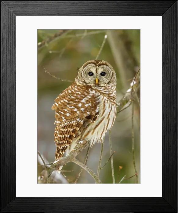 Framed Print : Barred owl (Strix varia) Roosting near bird feeder. Alert for rodents in the snow, Greater Sudbury, Ontario, Canada Framed Print : Barred owl (Strix varia) Roosting near bird feeder. Alert for rodents in the snow, Greater Sudbury, Ontario, Canada