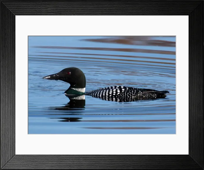 Framed Print : Common loon, Gavia immer, Sudbury, Ontario, Canada Framed Print : Common loon, Gavia immer, Sudbury, Ontario, Canada