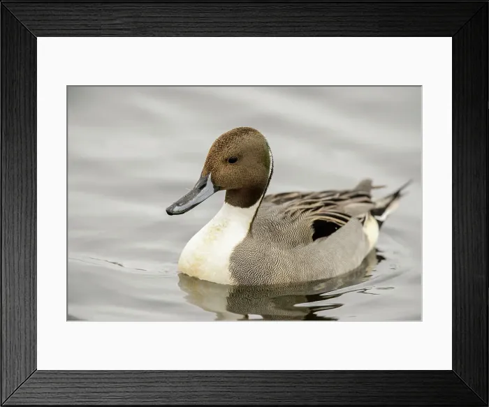 Framed Print : Northern pintail (Anas acuta) Drake winter visitor, Greater Sudbury, Ontario, Canada Framed Print : Northern pintail (Anas acuta) Drake winter visitor, Greater Sudbury, Ontario, Canada