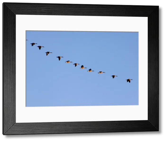Framed Print : Canada goose, Branta canadensis. Migratory flock, Picture Butte, Alberta, Canada Framed Print : Canada goose, Branta canadensis. Migratory flock, Picture Butte, Alberta, Canada