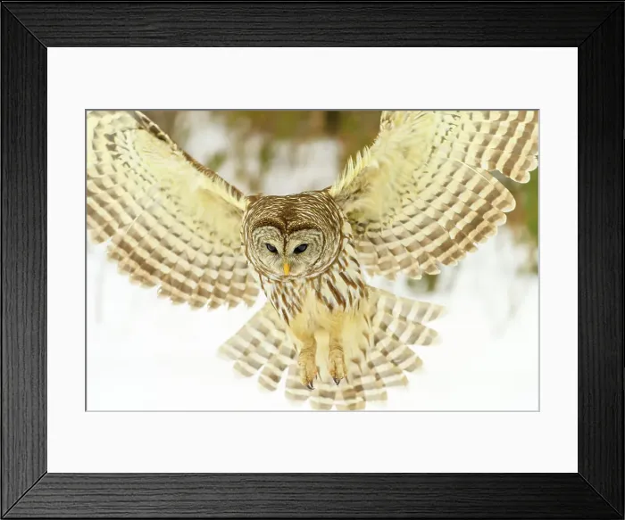Framed Print : Barred owl (Strix varia) in flight. Greater Sudbury, Ontario, Canada Framed Print : Barred owl (Strix varia) in flight. Greater Sudbury, Ontario, Canada