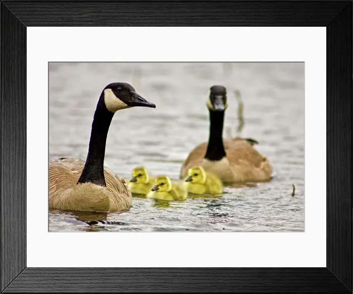 Framed Print : Canada goose (Branta canadensis) Newborn goslings swimming with parent, Sudbury, Ontario, Canada