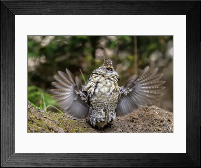 Framed Print : Ruffed grouse (Bonassa umbellus) Male drumming behaviour in spring, Greater Sudbury, Ontario, Canada Framed Print : Ruffed grouse (Bonassa umbellus) Male drumming behaviour in spring, Greater Sudbury, Ontario, Canada
