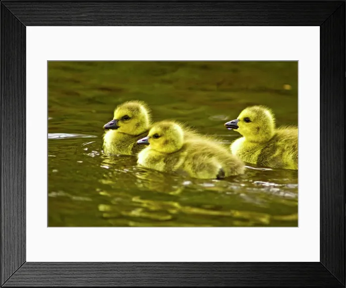 Framed Print : Canada goose (Branta canadensis) Newborn goslings swimming with parent, Sudbury, Ontario, Canada Framed Print : Canada goose (Branta canadensis) Newborn goslings swimming with parent, Sudbury, Ontario, Canada
