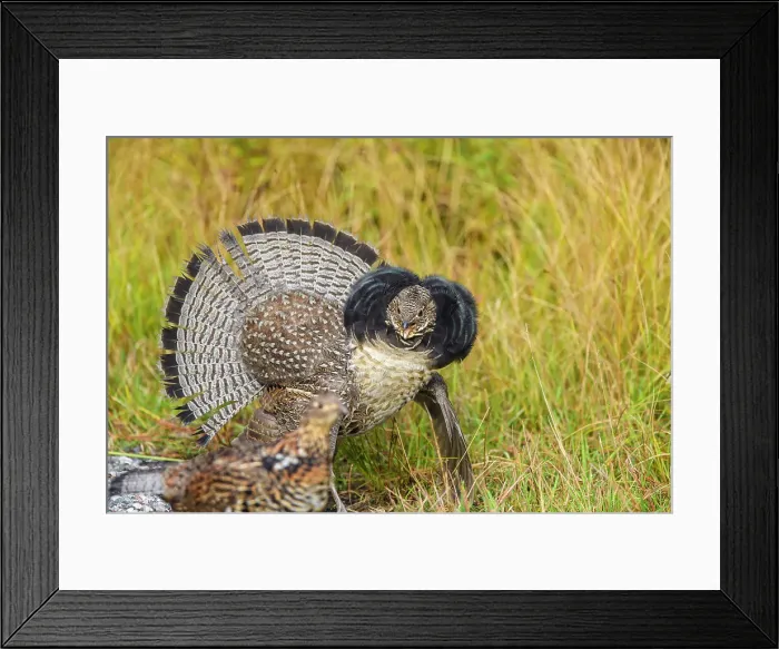 Framed Print : Ruffed grouse (Bonassa umbellus) Male in autumn display, Greater Sudbury, Ontario, Canada Framed Print : Ruffed grouse (Bonassa umbellus) Male in autumn display, Greater Sudbury, Ontario, Canada