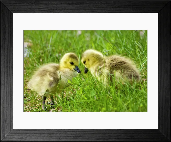 Framed Print : Canada goose (Branta canadensis) Newborn goslings feeding in grasses along shore of beaver pond, Sudbury, Ontario, Canada Framed Print : Canada goose (Branta canadensis) Newborn goslings feeding in grasses along shore of beaver pond, Sudbury, Ontario, Canada
