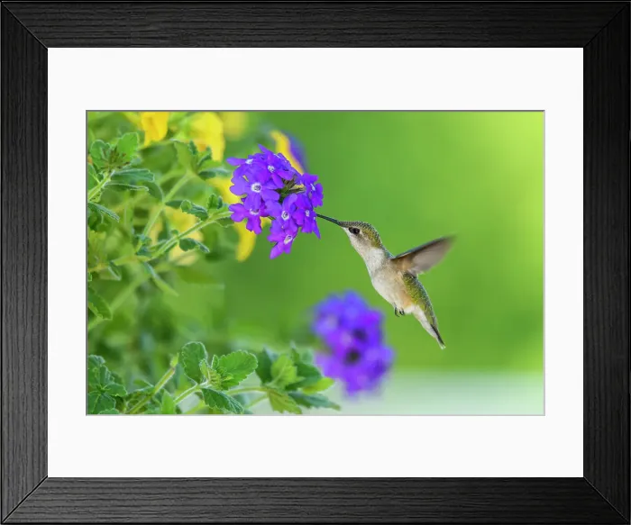 Framed Print : Ruby throated hummingbird (Archilochus colubris) Nectaring garden flowers, Greater Sudbury, Ontario, Canada Framed Print : Ruby throated hummingbird (Archilochus colubris) Nectaring garden flowers, Greater Sudbury, Ontario, Canada