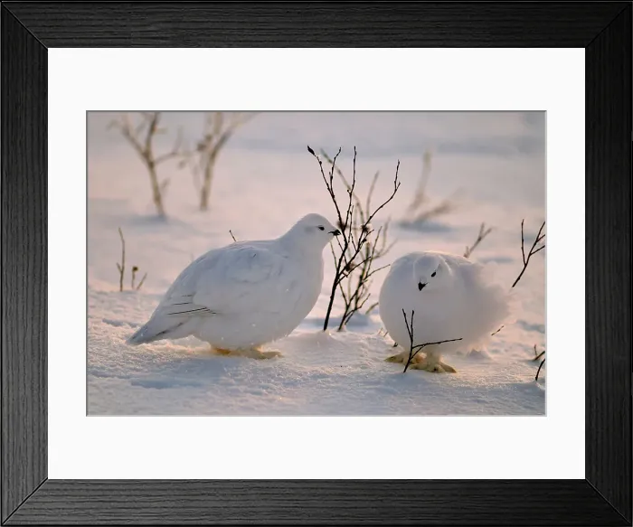 Framed Print : Willow Ptarmigan (Lagopus lagopus) Winter plumage, Churchill, Manitoba, Canada Framed Print : Willow Ptarmigan (Lagopus lagopus) Winter plumage, Churchill, Manitoba, Canada