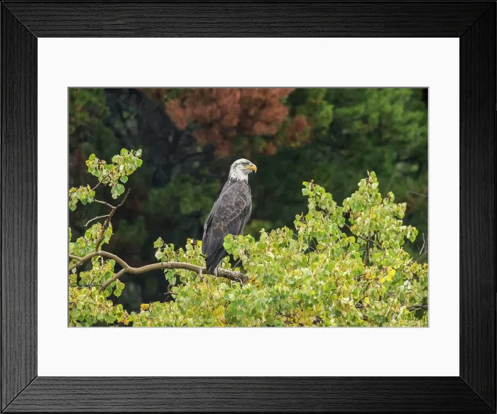 Framed Print : Bald eagle (Haliaeetus leucocephalus) Adult attracted to spawning sockeye salmon, Chilcotin Wilderness, BC Interior, Canada Framed Print : Bald eagle (Haliaeetus leucocephalus) Adult attracted to spawning sockeye salmon, Chilcotin Wilderness, BC Interior, Canada