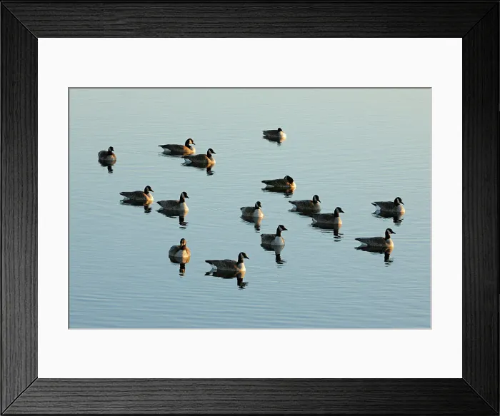 Framed Print : Canada goose (Branta canadensis) Loafing in Oak Hammock Marsh at dawn, Stonewall, Manitoba, Canada Framed Print : Canada goose (Branta canadensis) Loafing in Oak Hammock Marsh at dawn, Stonewall, Manitoba, Canada