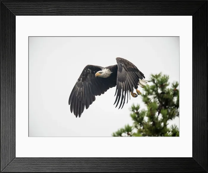 Framed Print : Bald eagle (Haliaeetus leucocephalus) Adult attracted to spawning sockeye salmon, Chilcotin Wilderness, BC Interior, Canada Framed Print : Bald eagle (Haliaeetus leucocephalus) Adult attracted to spawning sockeye salmon, Chilcotin Wilderness, BC Interior, Canada