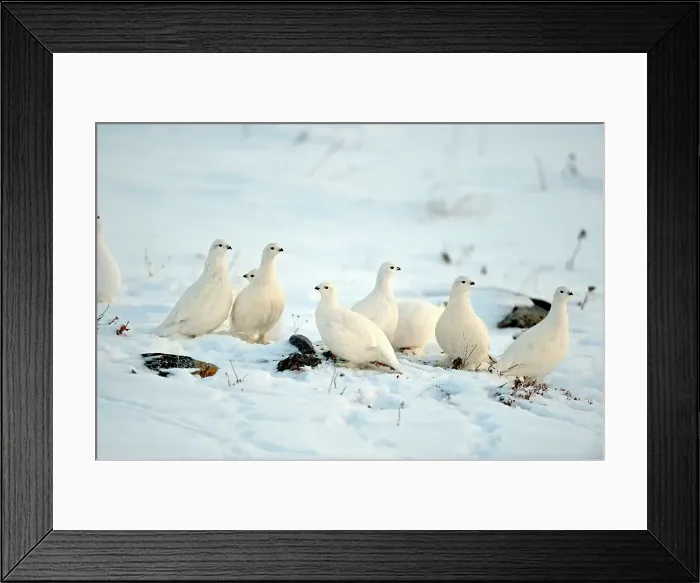 Framed Print : Willow ptarmigan (Lagopus lagopus) White winter phase, Seal River Heritage Lodge, Churchill, Manitoba, Canada Framed Print : Willow ptarmigan (Lagopus lagopus) White winter phase, Seal River Heritage Lodge, Churchill, Manitoba, Canada