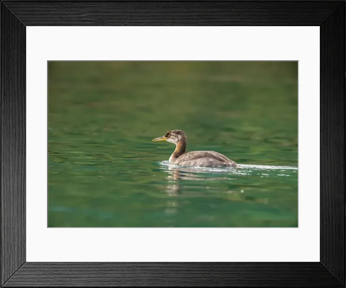 Framed Print : Red-necked grebe (Podiceps grisegena) Autumn plumage, Chilcotin Wilderness, BC Interior, Canada Framed Print : Red-necked grebe (Podiceps grisegena) Autumn plumage, Chilcotin Wilderness, BC Interior, Canada