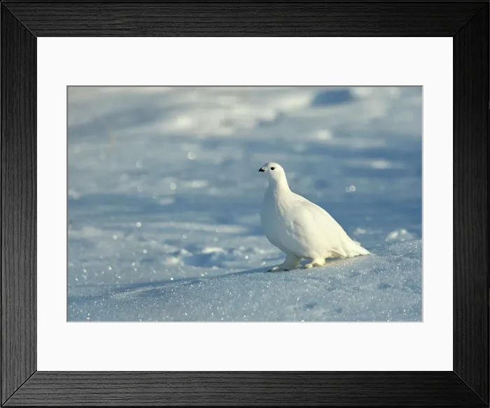 Framed Print : Willow ptarmigan (Lagopus lagopus) White winter phase, Seal River Heritage Lodge, Churchill, Manitoba, Canada Framed Print : Willow ptarmigan (Lagopus lagopus) White winter phase, Seal River Heritage Lodge, Churchill, Manitoba, Canada