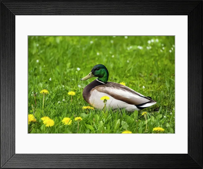 Framed Print : Canada; Canadian; North America; Canadian Shield; Ontario; Northern Ontario; forests; mixed forest; temperate forest; woodlands; backyards; colours colors, color image, colour image, color images Framed Print : Canada; Canadian; North America; Canadian Shield; Ontario; Northern Ontario; forests; mixed forest; temperate forest; woodlands; backyards; colours colors, color image, colour image, color images