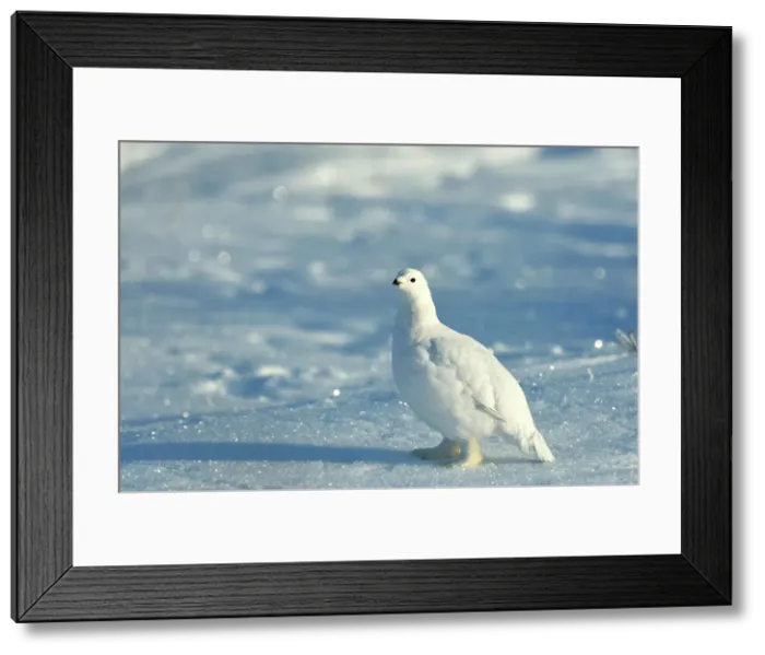 Framed Print : Willow ptarmigan (Lagopus lagopus) White winter phase, Seal River Heritage Lodge, Churchill, Manitoba, Canada Framed Print : Willow ptarmigan (Lagopus lagopus) White winter phase, Seal River Heritage Lodge, Churchill, Manitoba, Canada