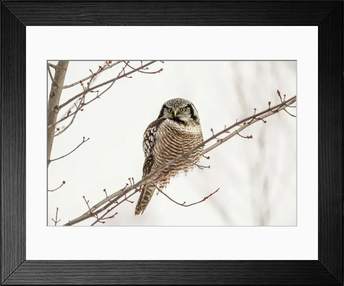 Framed Print : Northern Hawk Owl (Surnia ulula) Individual hunting in winter range, south of home range, Schomberg, Ontario, Canada Framed Print : Northern Hawk Owl (Surnia ulula) Individual hunting in winter range, south of home range, Schomberg, Ontario, Canada