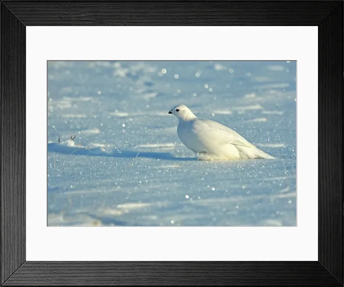 Framed Print : Willow ptarmigan (Lagopus lagopus) White winter phase, Seal River Heritage Lodge, Churchill, Manitoba, Canada Framed Print : Willow ptarmigan (Lagopus lagopus) White winter phase, Seal River Heritage Lodge, Churchill, Manitoba, Canada