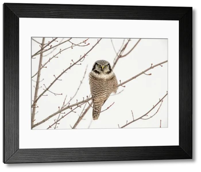 Framed Print : Northern Hawk Owl (Surnia ulula) Individual hunting in winter range, south of home range, Schomberg, Ontario, Canada Framed Print : Northern Hawk Owl (Surnia ulula) Individual hunting in winter range, south of home range, Schomberg, Ontario, Canada