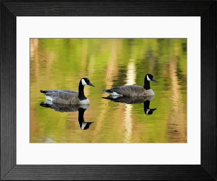 Framed Print : Canada goose (Branta Canadensis) Loafing in beaverpond, Greater Sudbury, Ontario, Canada Framed Print : Canada goose (Branta Canadensis) Loafing in beaverpond, Greater Sudbury, Ontario, Canada