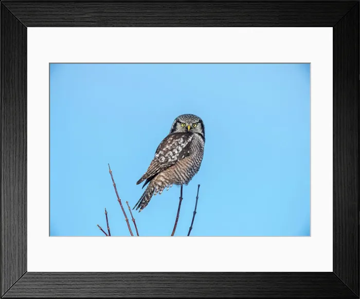 Framed Print : Northern Hawk Owl (Surnia ulula) Individual hunting in winter range, south of home range, Greater Sudbury, Ontario, Canada