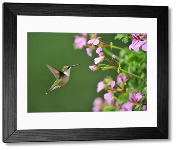 Framed Print : Ruby throated hummingbird (Archilochus colubris) Nectaring geranium flowers on residential deck. Greater Sudbury (Lively), Ontario, Canada Framed Print : Ruby throated hummingbird (Archilochus colubris) Nectaring geranium flowers on residential deck. Greater Sudbury (Lively), Ontario, Canada