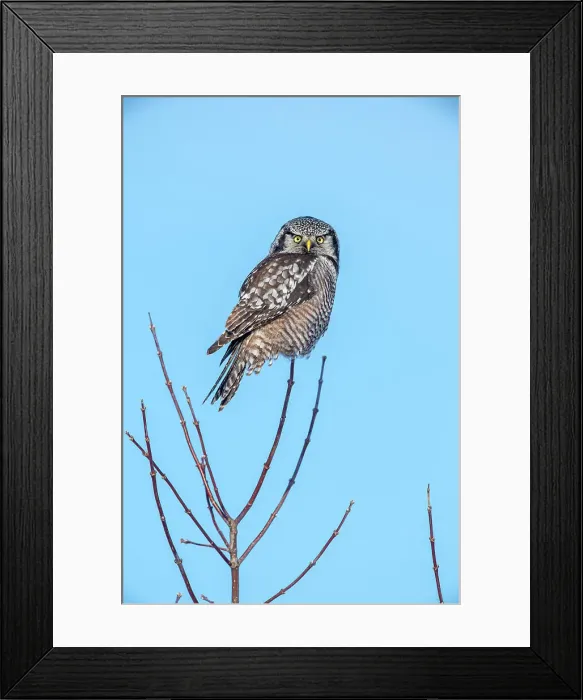 Framed Print : Northern Hawk Owl (Surnia ulula) Individual hunting in winter range, south of home range, Greater Sudbury, Ontario, Canada Framed Print : Northern Hawk Owl (Surnia ulula) Individual hunting in winter range, south of home range, Greater Sudbury, Ontario, Canada