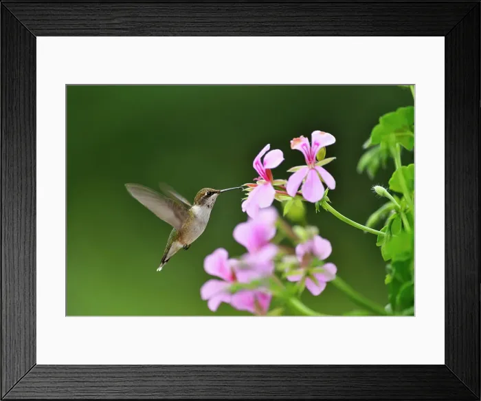 Framed Print : Ruby throated hummingbird (Archilochus colubris) Nectaring geranium flowers on residential deck. Greater Sudbury (Lively), Ontario, Canada Framed Print : Ruby throated hummingbird (Archilochus colubris) Nectaring geranium flowers on residential deck. Greater Sudbury (Lively), Ontario, Canada