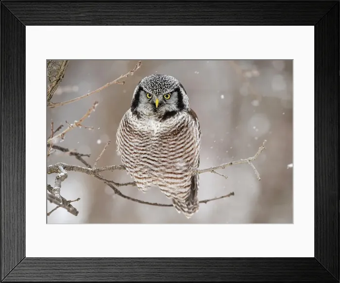 Framed Print : Northern Hawk Owl (Surnia ulula) Individual hunting in winter range, south of home range, Greater Sudbury, Ontario, Canada