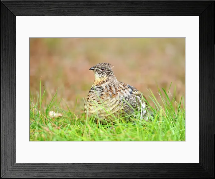 Framed Print : Ruffed grouse (Bonasa umbellus) Eating vegetation on a lawn, Greater Sudbury (Lively), Ontario, Canada Framed Print : Ruffed grouse (Bonasa umbellus) Eating vegetation on a lawn, Greater Sudbury (Lively), Ontario, Canada