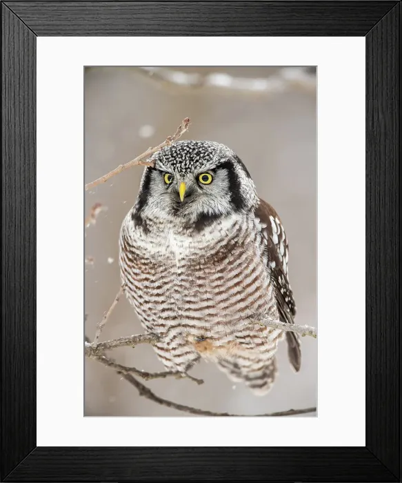 Framed Print : Northern Hawk Owl (Surnia ulula) Individual hunting in winter range, south of home range, Greater Sudbury, Ontario, Canada