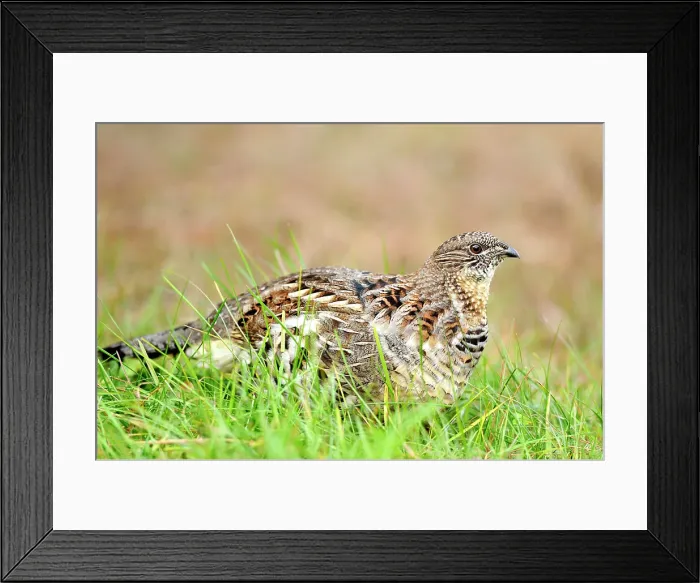 Framed Print : Ruffed grouse (Bonasa umbellus) Eating vegetation on a lawn, Greater Sudbury (Lively), Ontario, Canada Framed Print : Ruffed grouse (Bonasa umbellus) Eating vegetation on a lawn, Greater Sudbury (Lively), Ontario, Canada