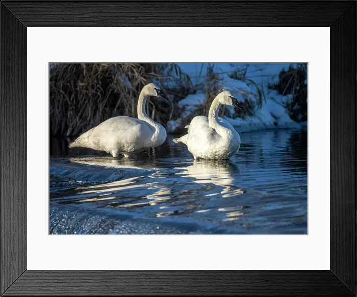 Framed Print : Trumpeter swan (Cygnus buccinator), Greater Sudbury, Ontario, Canada Framed Print : Trumpeter swan (Cygnus buccinator), Greater Sudbury, Ontario, Canada