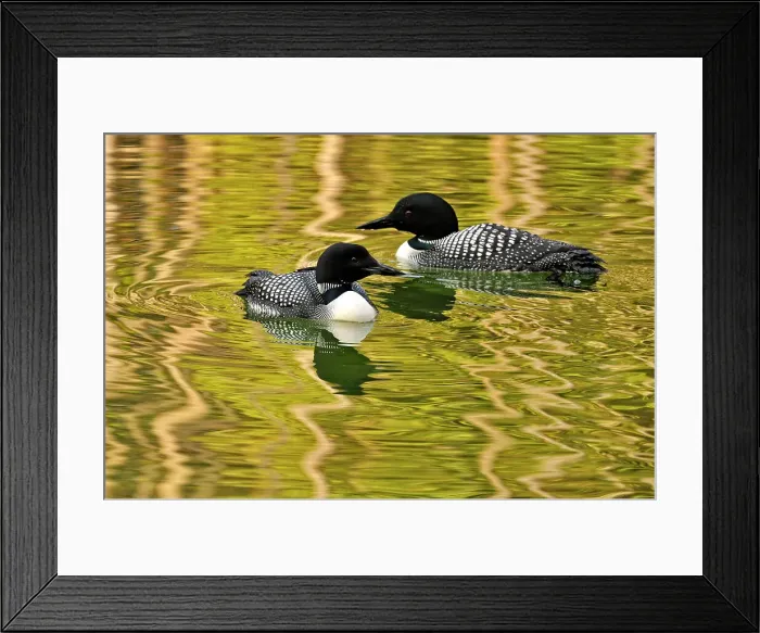 Framed Print : Common loon (Gavia immer) Loafing on Herbert Lake, Banff NP, Alberta, Canada, Banff NP, Alberta, Canada Framed Print : Common loon (Gavia immer) Loafing on Herbert Lake, Banff NP, Alberta, Canada, Banff NP, Alberta, Canada