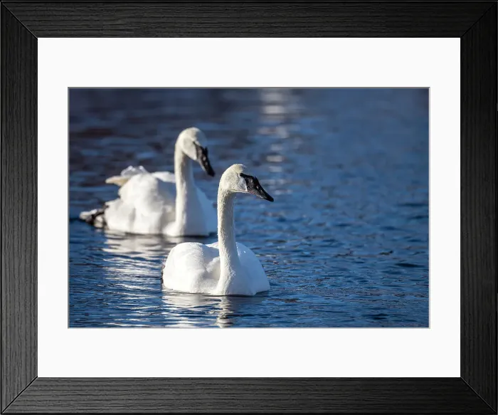 Framed Print : Trumpeter swan (Cygnus buccinator), Greater Sudbury, Ontario, Canada Framed Print : Trumpeter swan (Cygnus buccinator), Greater Sudbury, Ontario, Canada