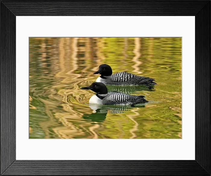 Framed Print : Common loon (Gavia immer) Loafing on Herbert Lake, Banff NP, Alberta, Canada, Banff NP, Alberta, Canada Framed Print : Common loon (Gavia immer) Loafing on Herbert Lake, Banff NP, Alberta, Canada, Banff NP, Alberta, Canada