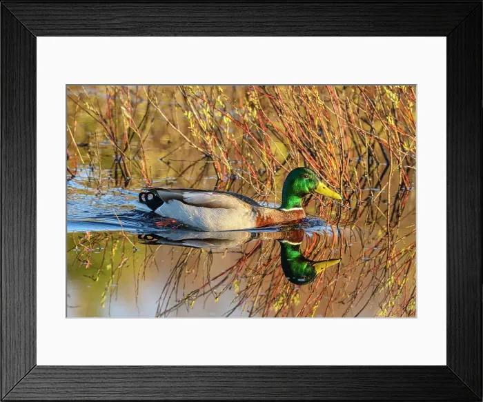 Framed Print : Mallard (Anas platyrhynchos), Greater Sudbury, Ontario, Canada Framed Print : Mallard (Anas platyrhynchos), Greater Sudbury, Ontario, Canada