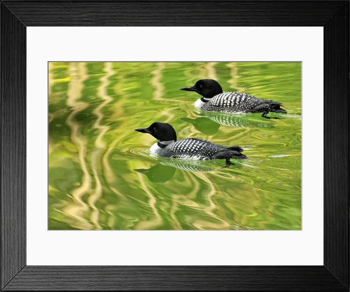 Framed Print : Common loon (Gavia immer) Loafing on Herbert Lake, Banff NP, Alberta, Canada, Banff NP, Alberta, Canada
