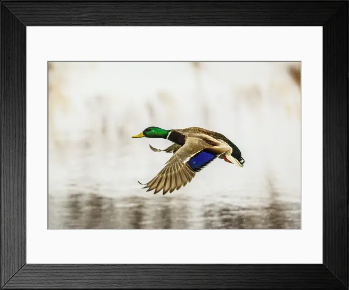 Framed Print : Mallard (Anas platyrhynchos) Overwintering on Junction Creek at the Fielding Park bird sanctuary. Greater Sudbury, Ontario, Canada Framed Print : Mallard (Anas platyrhynchos) Overwintering on Junction Creek at the Fielding Park bird sanctuary. Greater Sudbury, Ontario, Canada