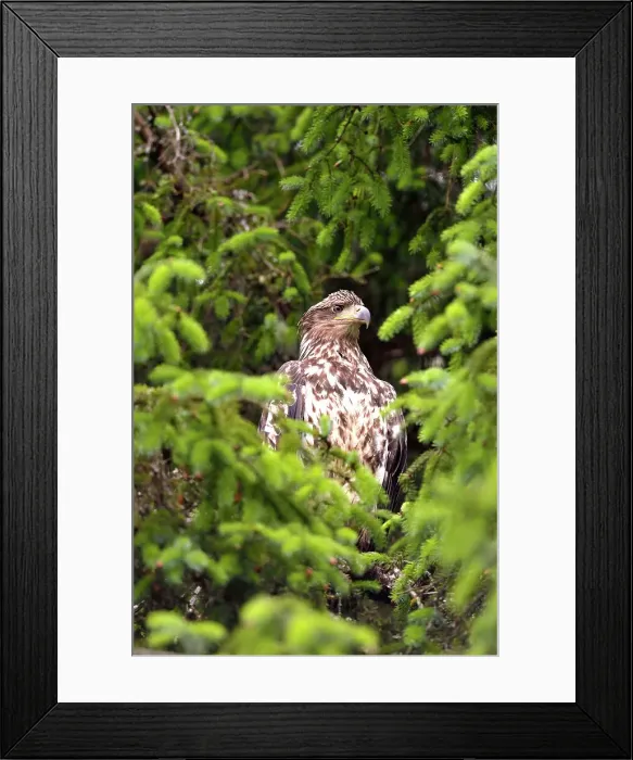 Framed Print : Bald eagle (Haliaeetus leucocephalus) Juvenile specimen, Prince Rupert, British Columbia, Canada Framed Print : Bald eagle (Haliaeetus leucocephalus) Juvenile specimen, Prince Rupert, British Columbia, Canada
