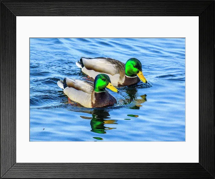 Framed Print : Mallard (Anas platyrhynchos), Greater Sudbury Fielding Park Bird Sancturary, Ontario, Canada Framed Print : Mallard (Anas platyrhynchos), Greater Sudbury Fielding Park Bird Sancturary, Ontario, Canada