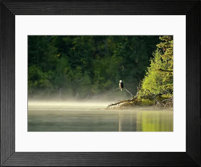 Framed Print : Bald Eagle (Haliaeetus leucocephalus) Alert for spawnig salmon and salmon carcasses along the Chilko River, Chilcotin wilderness, British Columbia, Canada Framed Print : Bald Eagle (Haliaeetus leucocephalus) Alert for spawnig salmon and salmon carcasses along the Chilko River, Chilcotin wilderness, British Columbia, Canada