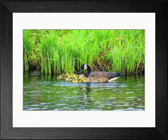 Framed Print : Canada goose (Branta canadensis) Adults with young in a creek, Greater Sudbury, Ontario, Canada Framed Print : Canada goose (Branta canadensis) Adults with young in a creek, Greater Sudbury, Ontario, Canada
