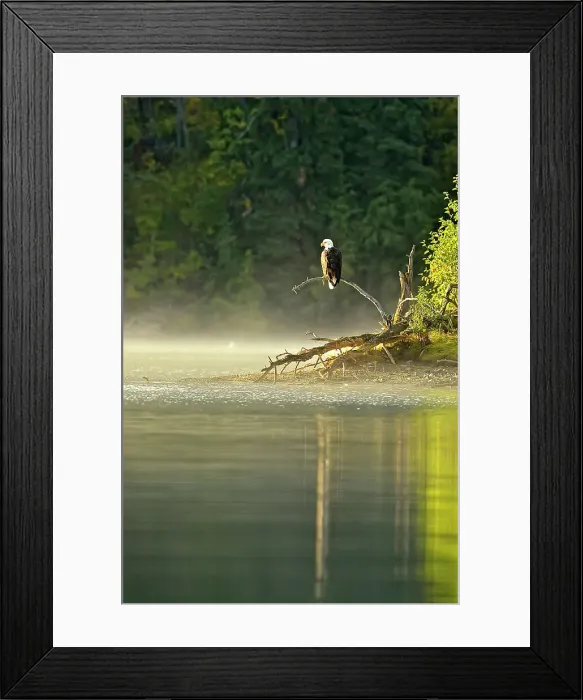 Framed Print : Bald Eagle (Haliaeetus leucocephalus) Alert for spawnig salmon and salmon carcasses along the Chilko River, Chilcotin wilderness, British Columbia, Canada Framed Print : Bald Eagle (Haliaeetus leucocephalus) Alert for spawnig salmon and salmon carcasses along the Chilko River, Chilcotin wilderness, British Columbia, Canada