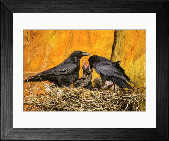 Framed Print : Common raven (Corvus corax) Adults and stick nest with hatchlings, Greater Sudbury, Ontario, Canada Framed Print : Common raven (Corvus corax) Adults and stick nest with hatchlings, Greater Sudbury, Ontario, Canada